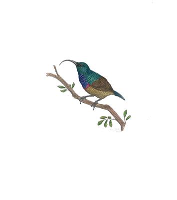 Loten's Sunbird by Fanny Shorter
