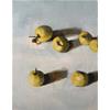 Scattered Apples Study by Susan Ashworth