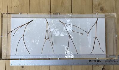 Frieze, Four Twigs by Chris Kenny